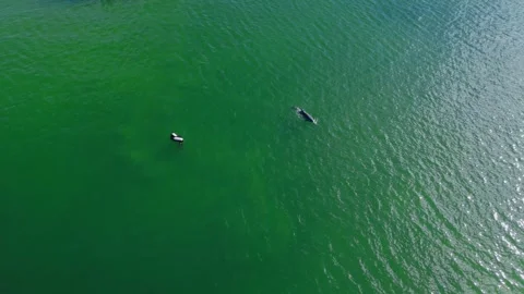 Dolphin Aerial In Bay Video stock 291747143