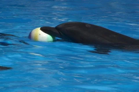 Dolphin and Ball  動画素材 522029