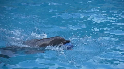 Dolphin and blue ball Video stock 64630481