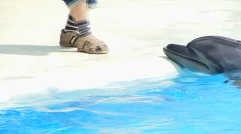 Dolphin and Boy Stock Footage
