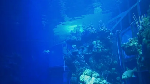 Dolphin and fish in The Seas with Nemo and friends attraction in Epcot Stock Footage 109170203