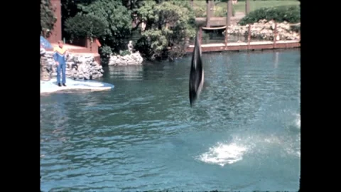 Dolphin and Trainer Stock Footage 276290402