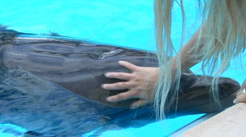 Dolphin in aquapark 動画素材 591610