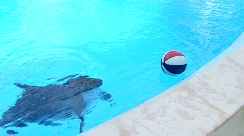 Dolphin in aquapark 動画素材 591620