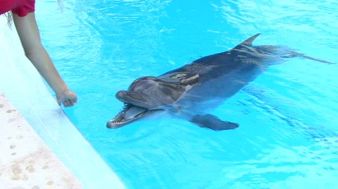 Dolphin in aquarium 動画素材 591593