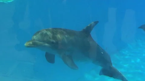 Dolphin at Aquarium HD Stock Footage 40713257