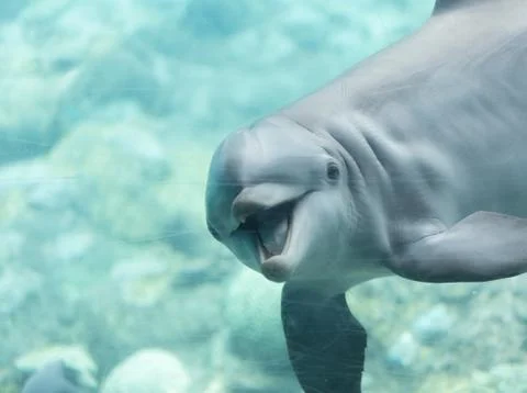 Dolphin Aquarium Stock Photos