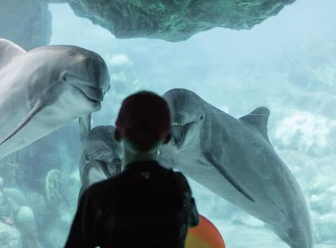 Dolphin Aquarium Stock Photos