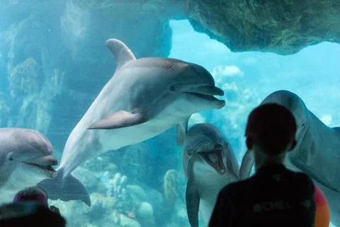 Dolphin Aquarium Foto stock