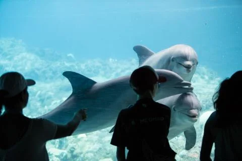 Dolphin Aquarium Stock Photos