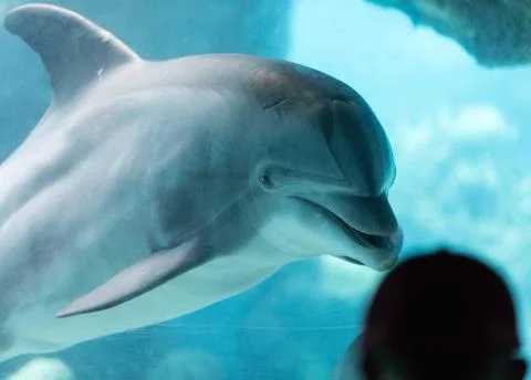 Dolphin Aquarium Stock Photos