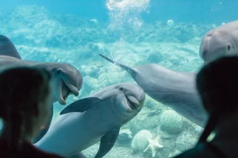 Dolphin Aquarium Stock Photos