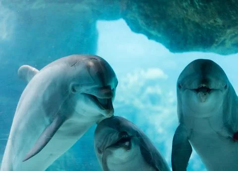 Dolphin Aquarium Stock Photos