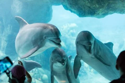 Dolphin Aquarium Foto stock