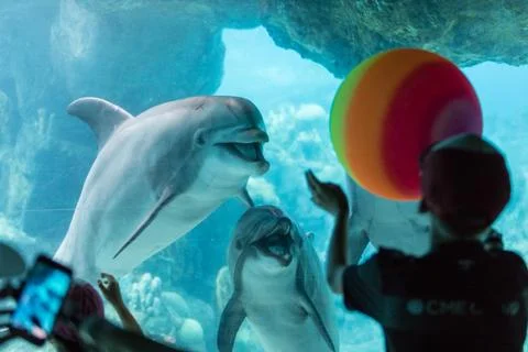 Dolphin Aquarium Stock Photos