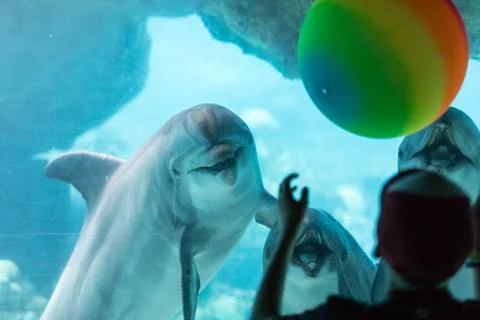 Dolphin Aquarium Stock Photos