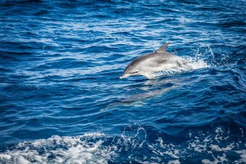 Dolphin in the Atlantic Ocean Stock Photos