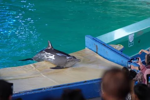 Dolphin attraction Stock Photos