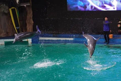 Dolphin attraction Stock Photos