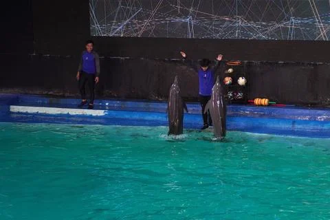 Dolphin attraction Stock Photos