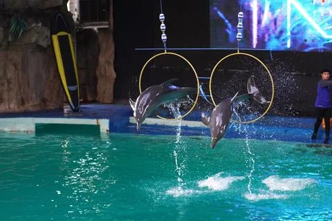 Dolphin attraction 写真素材
