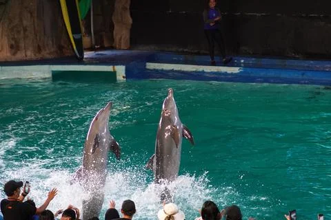 Dolphin attraction Stock Photos