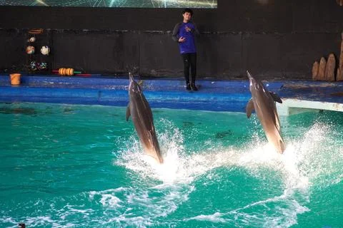 Dolphin attraction 写真素材