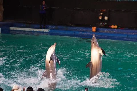Dolphin attraction Stock Photos