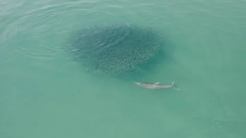 Dolphin bait ball aerial view 5 库存影片 146199459