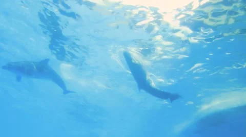 Dolphin With A Ball Underwater Video stock 51767495