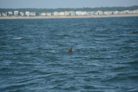 Dolphin in the Bay Stock Photos