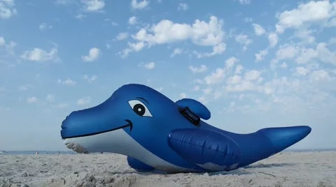 Dolphin on the beach / Am Strand Stock Footage 51860326