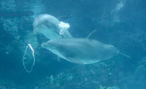 Dolphin Blowing Bubble Rings Stock Photos