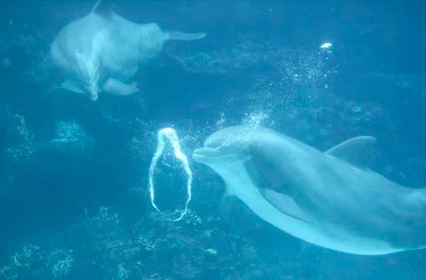 Dolphin Blowing Bubble Rings Stock Photos