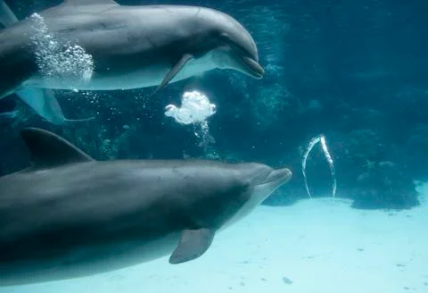 Dolphin Blowing Bubble Rings Stock Photos