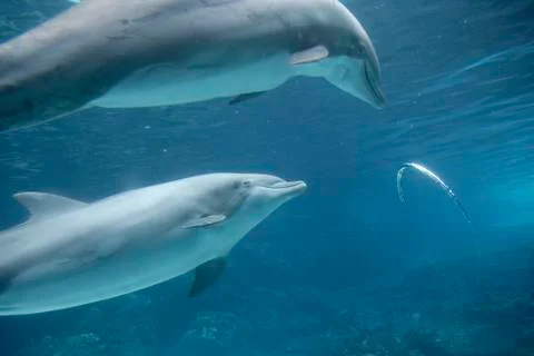 Dolphin Blowing Bubble Rings Stock Photos