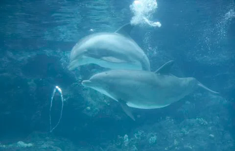 Dolphin Blowing Bubble Rings Stock Photos