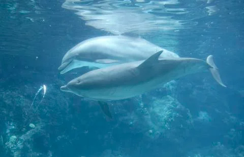 Dolphin Blowing Bubble Rings Stock Photos