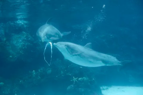 Dolphin Blowing Bubble Rings Stock Photos