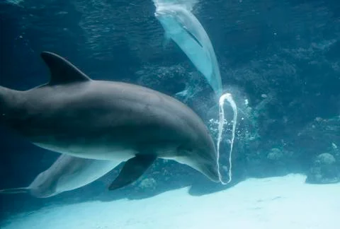 Dolphin Blowing Bubble Rings Stock Photos