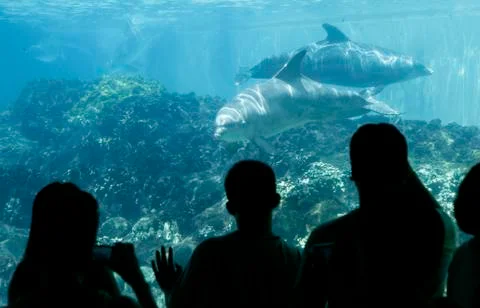 Dolphin Blowing Bubble Rings Stock Photos