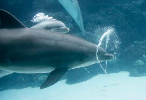 Dolphin Blowing Bubble Rings Stock Photos
