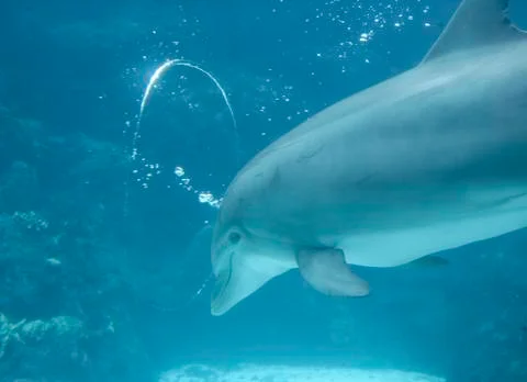 Dolphin Blowing Bubble Rings Stock Photos