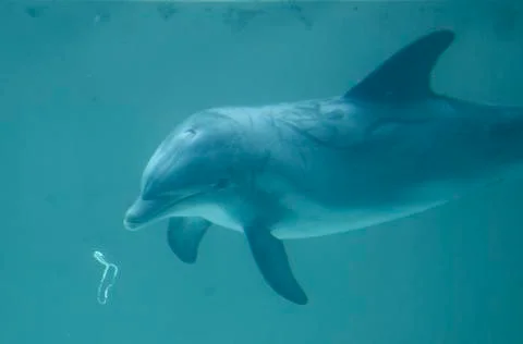 Dolphin Blowing Bubble Rings Stock Photos