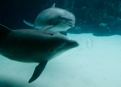 Dolphin Blowing Bubble Rings Stock Photos