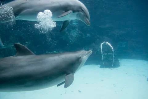 Dolphin Blowing Bubble Rings Stock Photos
