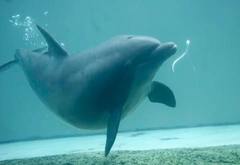 Dolphin Blowing Bubble Rings Stock Photos