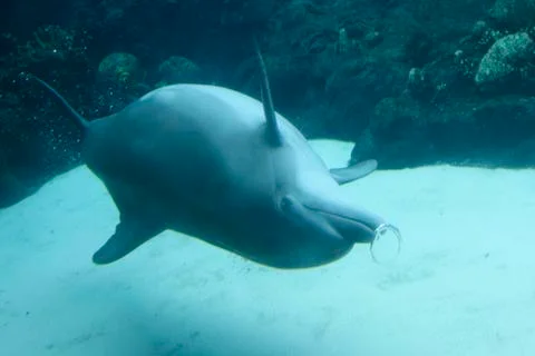 Dolphin Blowing Bubble Rings Stock Photos