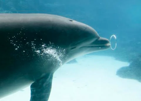 Dolphin Blowing Bubble Rings Stock Photos