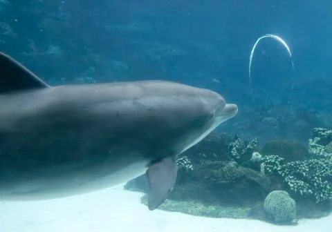 Dolphin Blowing Bubble Rings Stock Photos